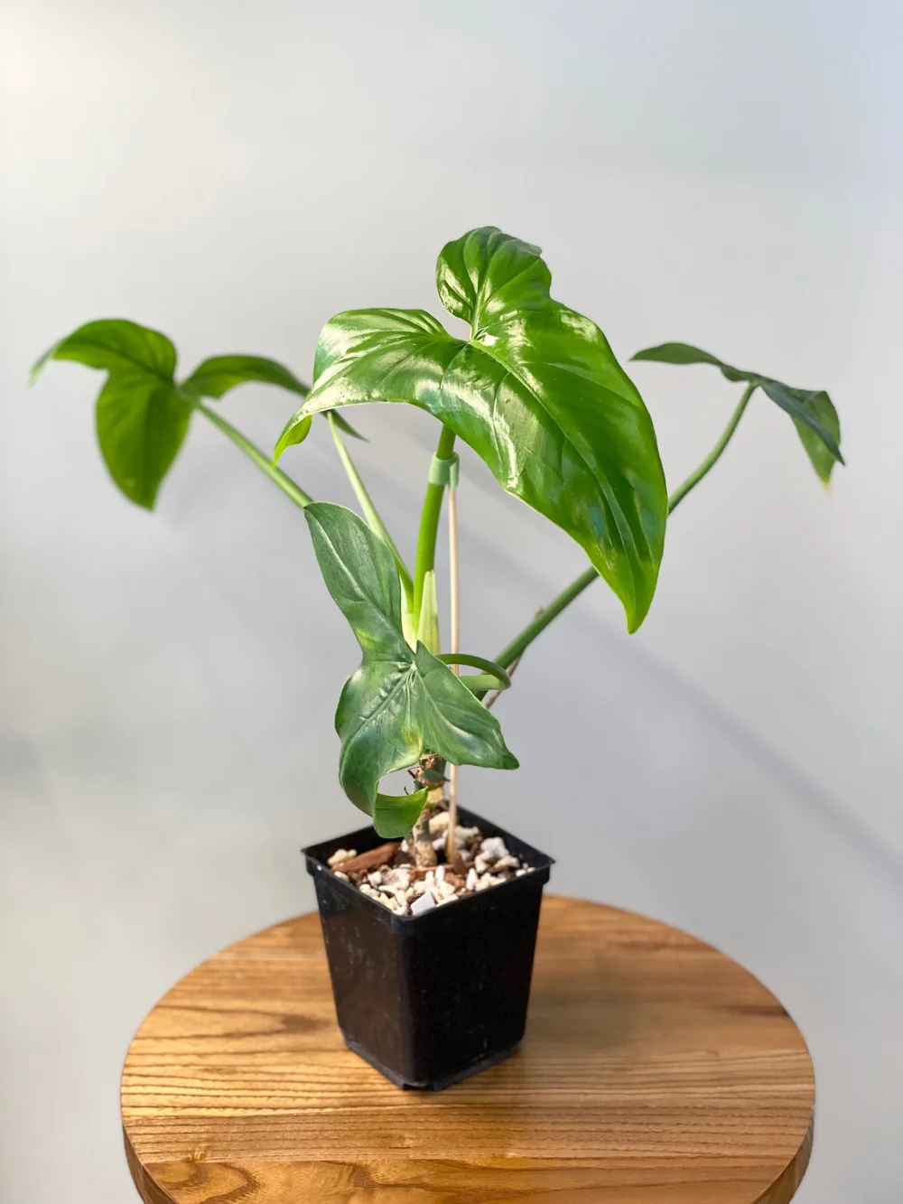 Philodendron sagittifolium #04  TL PLANT STUDIO