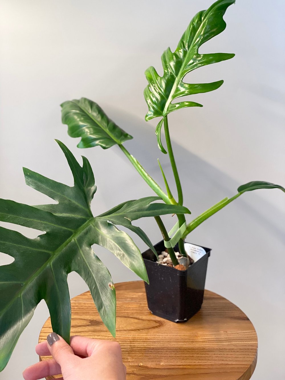 XL Philodendron elegans Ecuador form #1  TL PLANT STUDIO