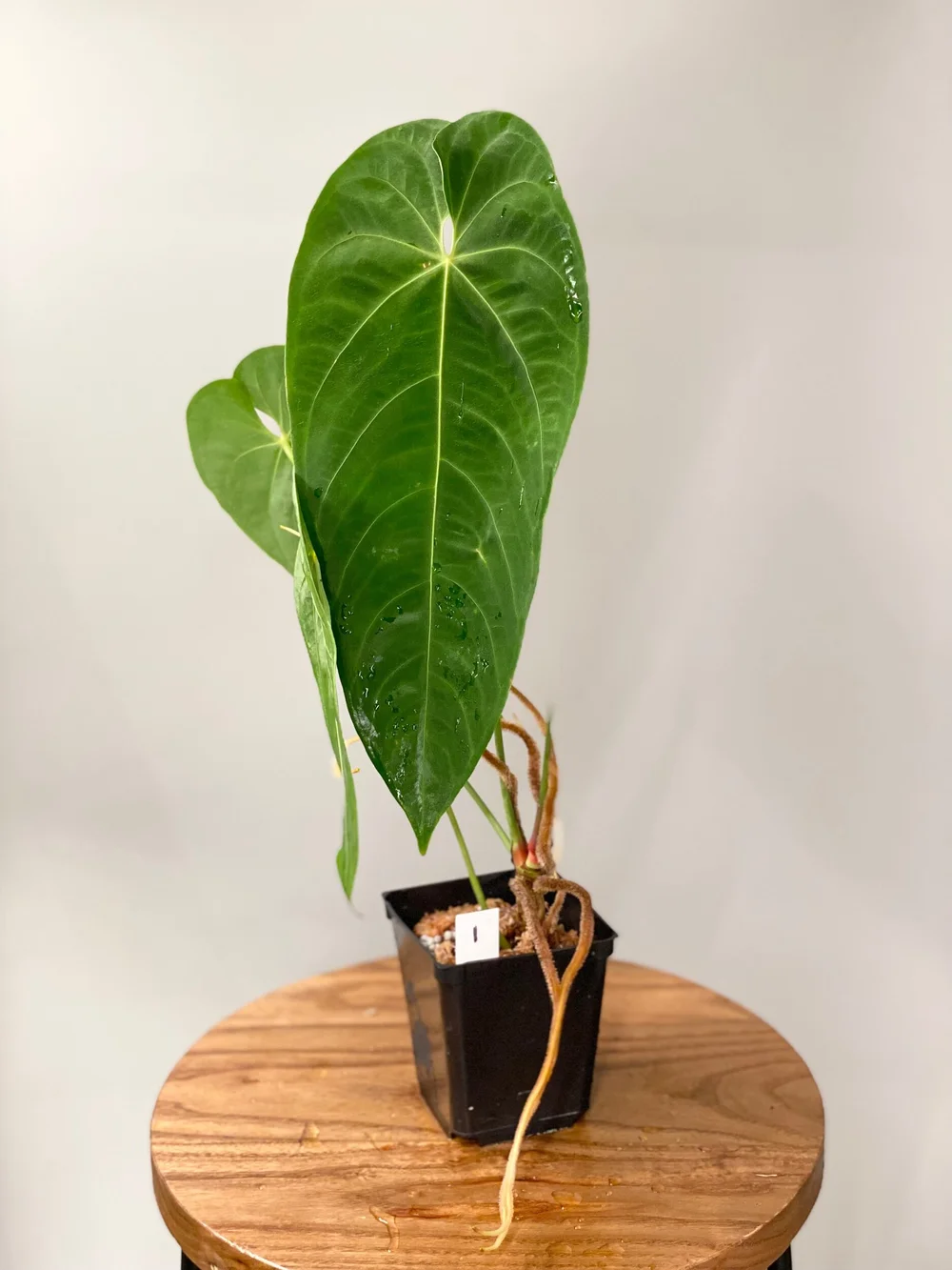 Large Anthurium queremalense #1  TL PLANT STUDIO