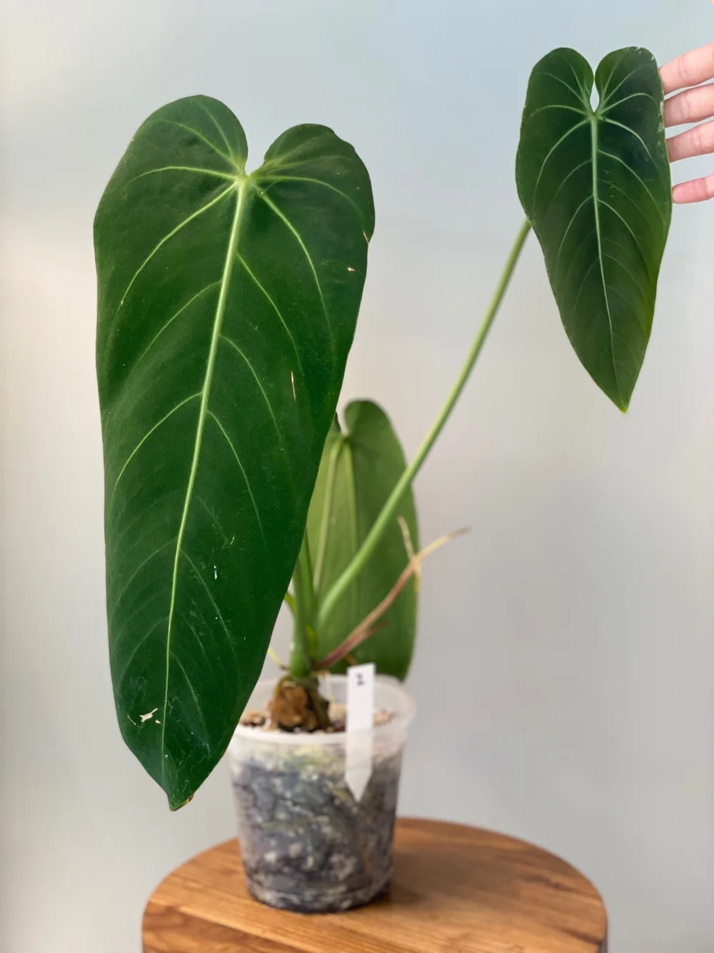 XXL Anthurium warocqueanum 'Esmeralda' #2  TL PLANT STUDIO