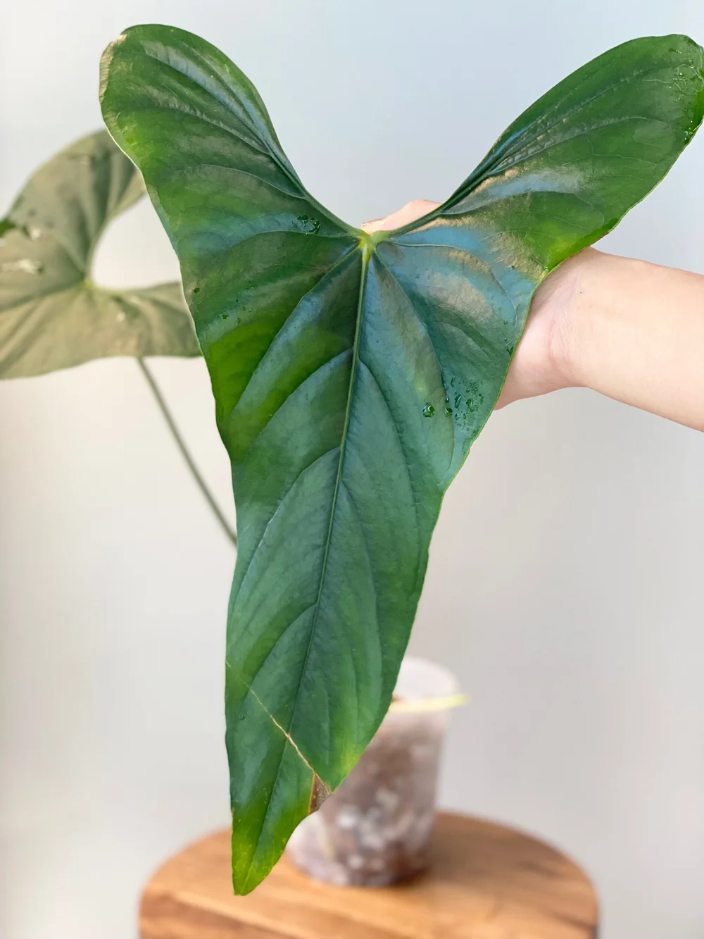XXL Anthurium Sp. Napo #5  TL PLANT STUDIO