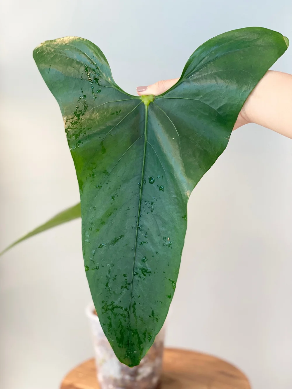 XXL Anthurium Sp. Napo #6  TL PLANT STUDIO