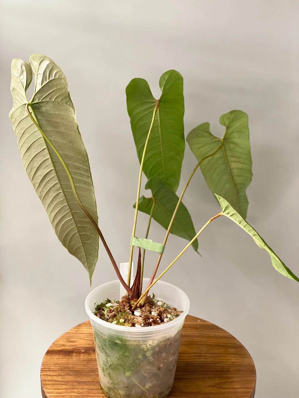 fiddle leaf fig tree in pot Ficus Fiddle Leaf Fig Standard – Lakewood Plant Company main image 0