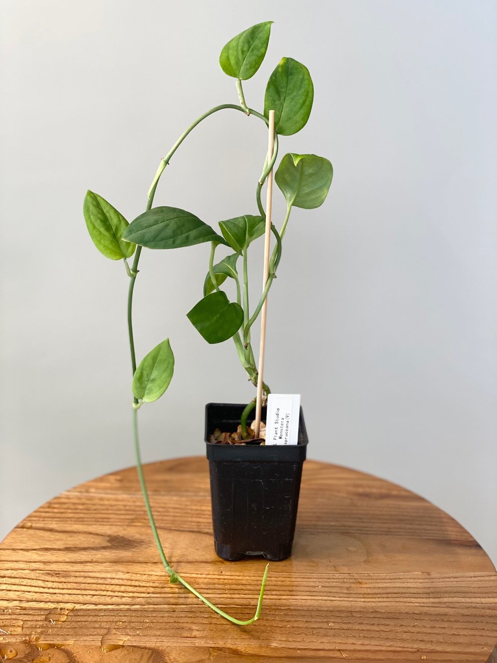 monstera_deliciosa Monstera deliciosa, Split leaf