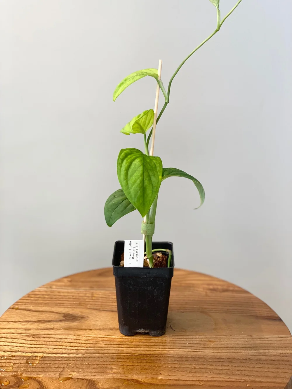 Monstera spruceana #11  TL PLANT STUDIO