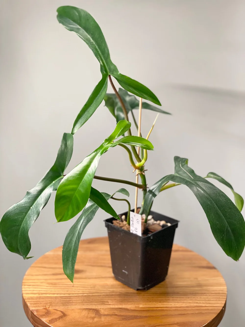 monstera plush Plant Plush Keychain Philodendron Gloriosum