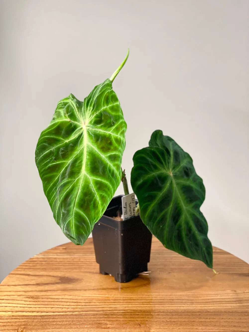 aglaonema camouflage plant Pictum Tricolor Aglaonema  Plant Vault