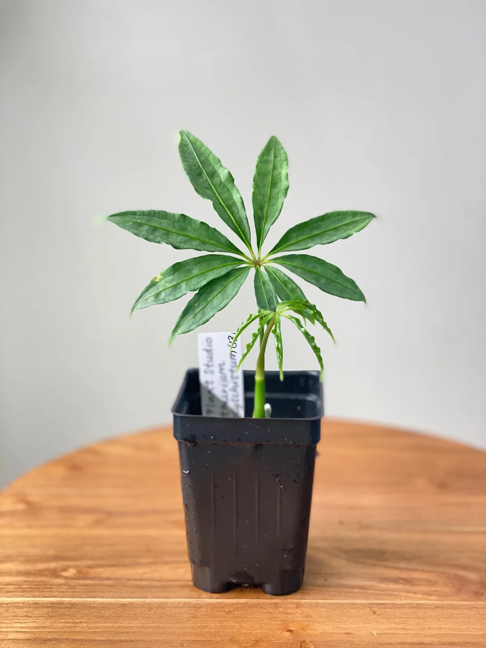 Anthurium polyschistum #13  TL PLANT STUDIO