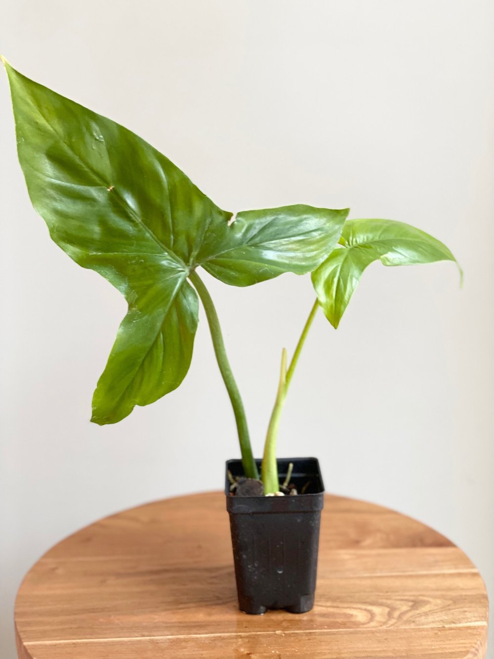 plant aqua Marsilea Crenata Tissue Culture Aquatic Plant – Glass Aqua
