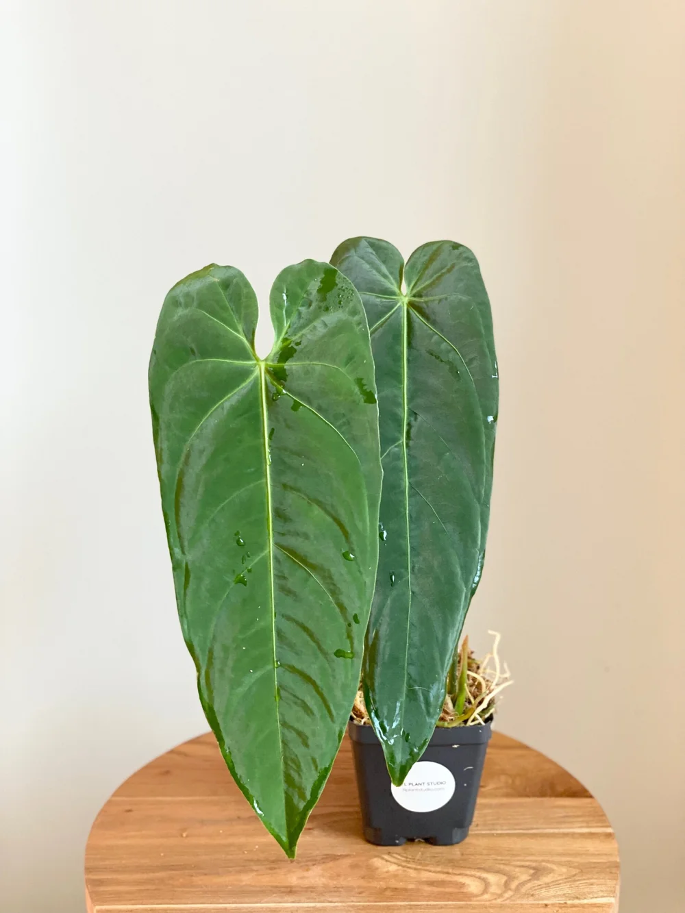 laceleaf anthurium White Tailflower Laceleaf main image 0
