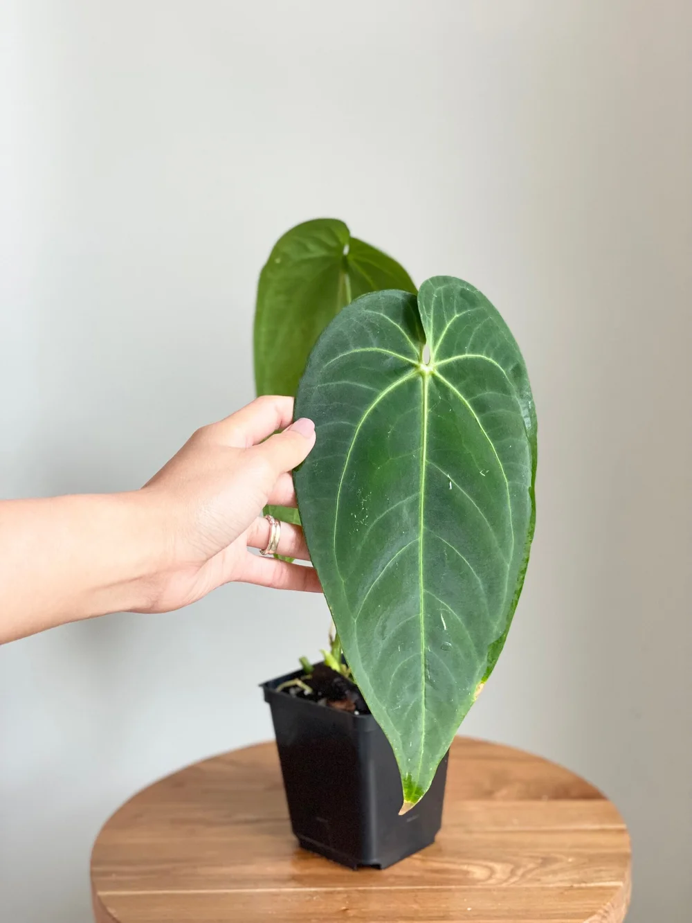 Anthurium warocqueanum x waterburyanum #7  TL PLANT STUDIO
