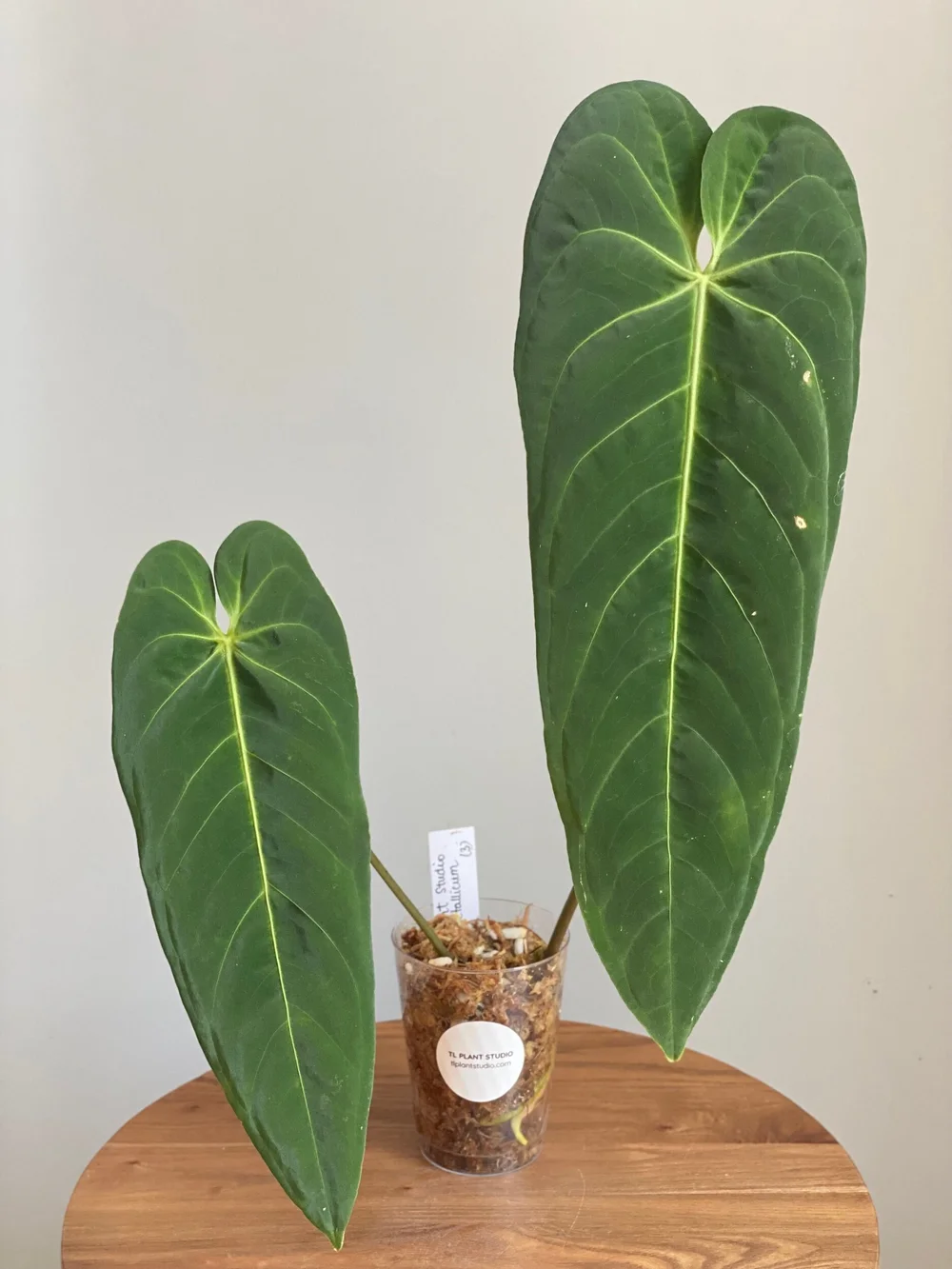 anthurium pulcachense Anthurium pulcachense  Sub-Velvety Dark Green Species