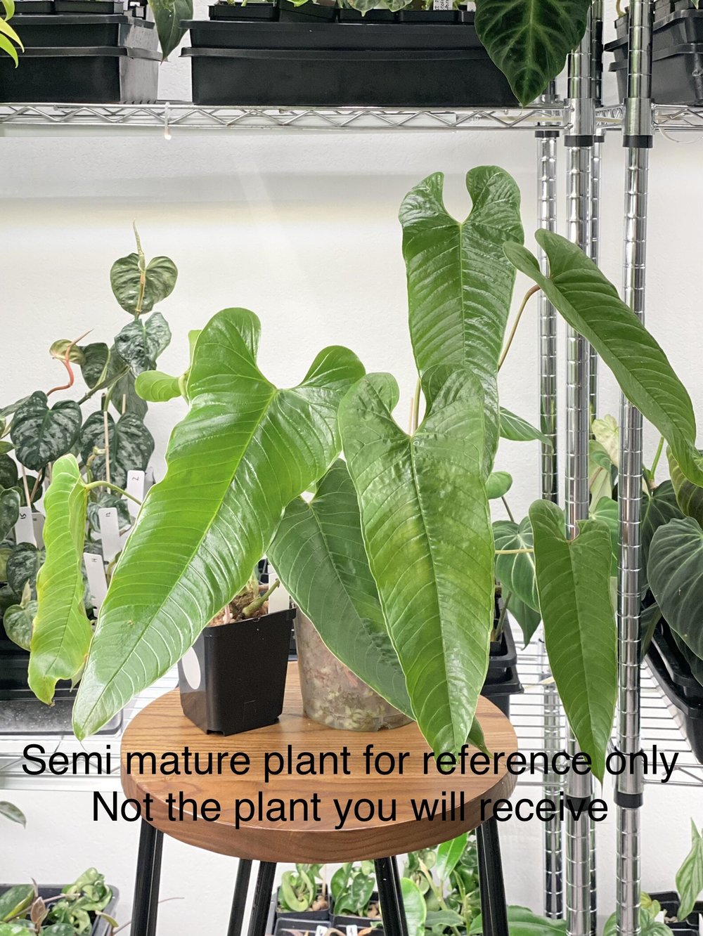 aloe vera barbadensis miller plants for sale Aloe barbadensis