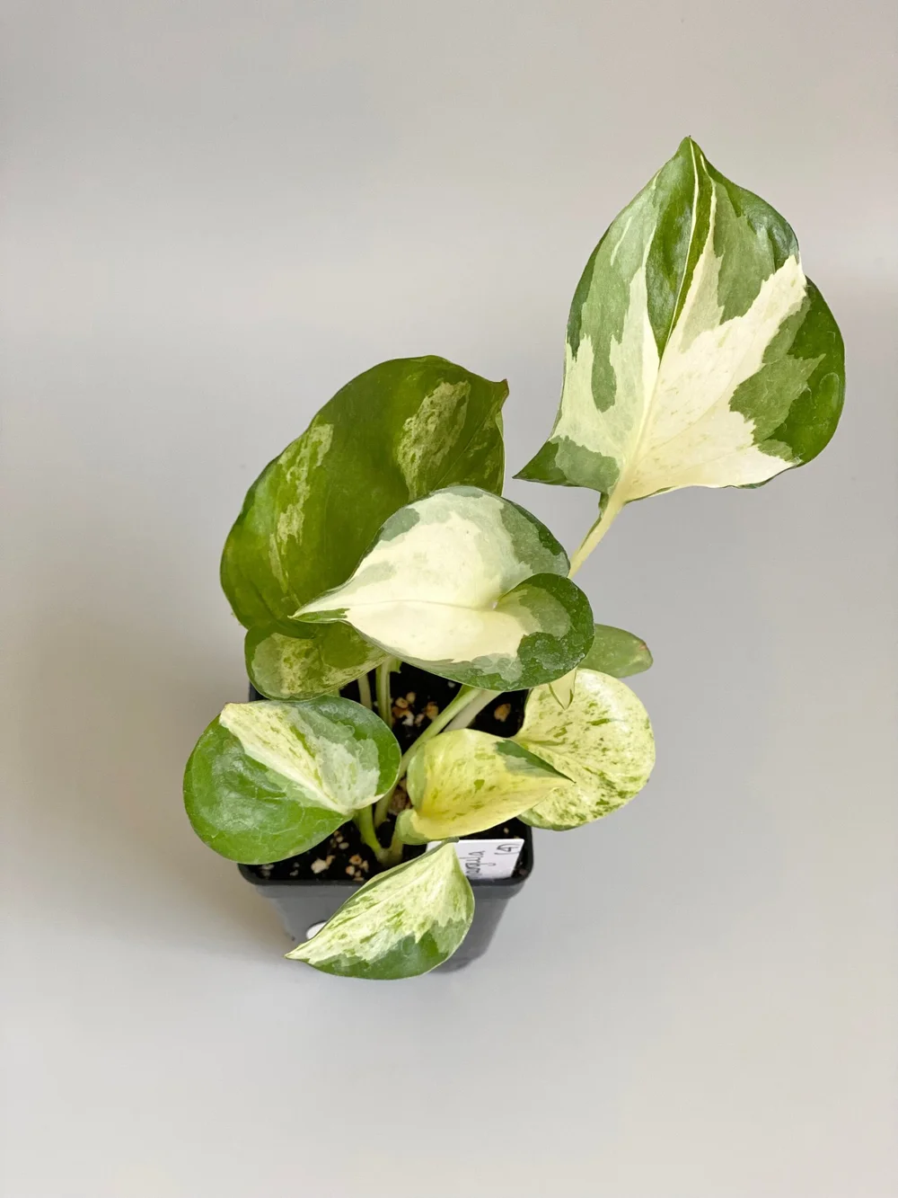 basil herb plant Basil Herb Plant in Poly Bag – Plants & Plants Supercentre