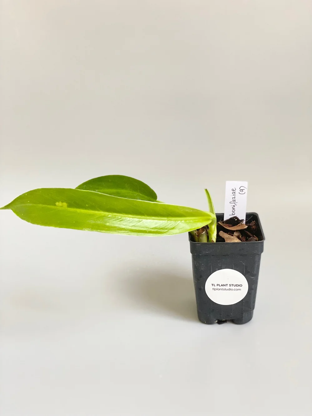 sansevieria coppertone 10 main image 1