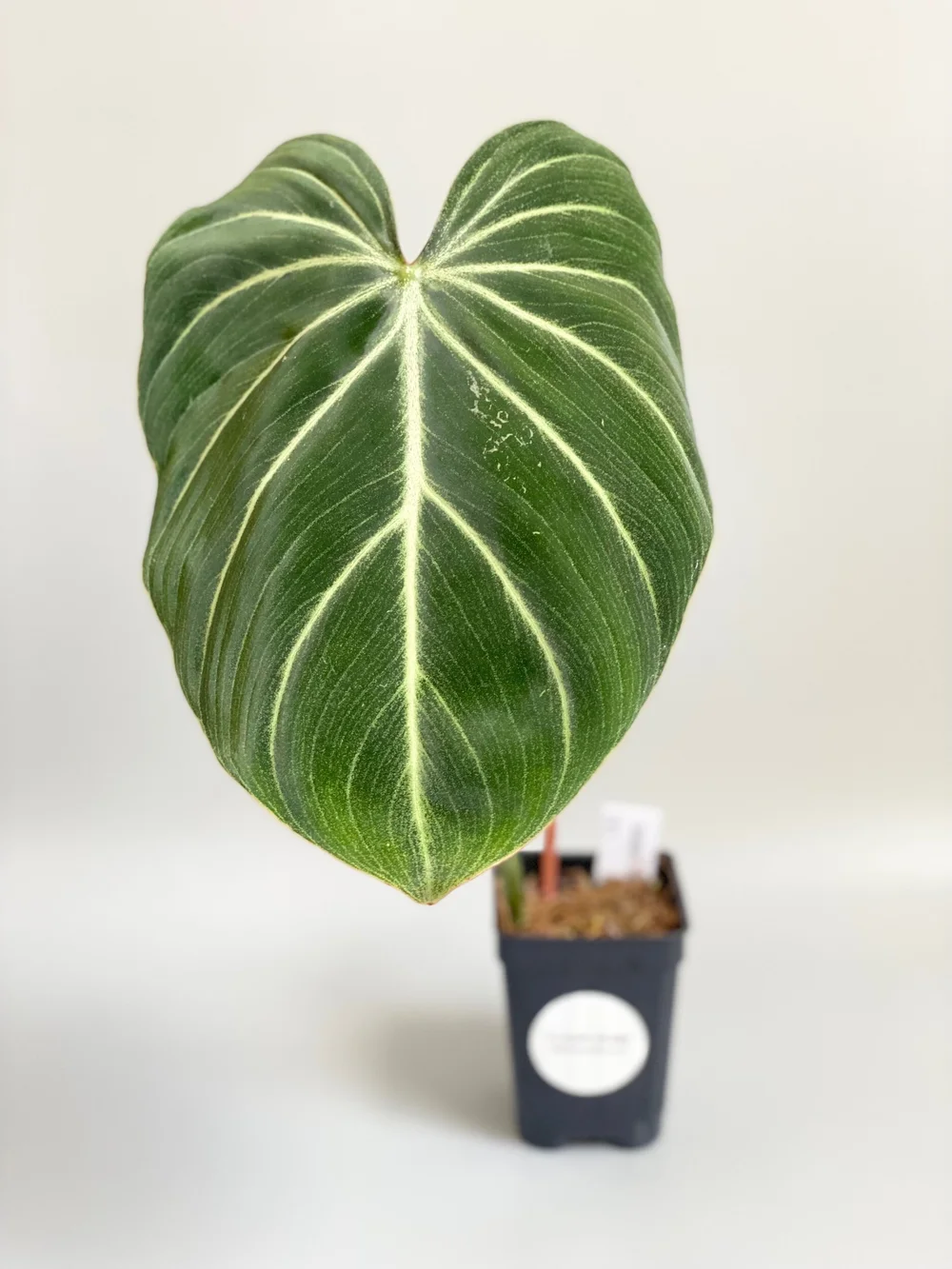 Philodendron gloriosum Zebra #3  TL PLANT STUDIO