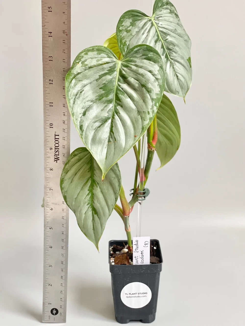 pilea peperomioides chinese money plant Pilea peperomioides