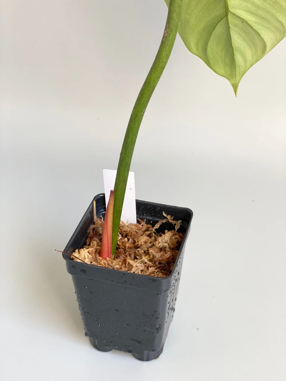Philodendron sp Columbia Silver #32  TL PLANT STUDIO