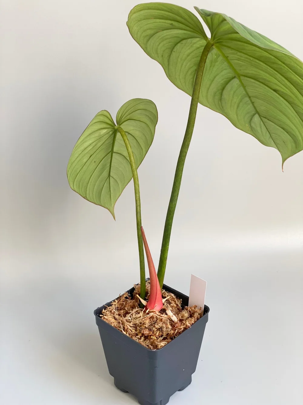 snake plant plant stand Ceramic Plant Snake Stake main image 1