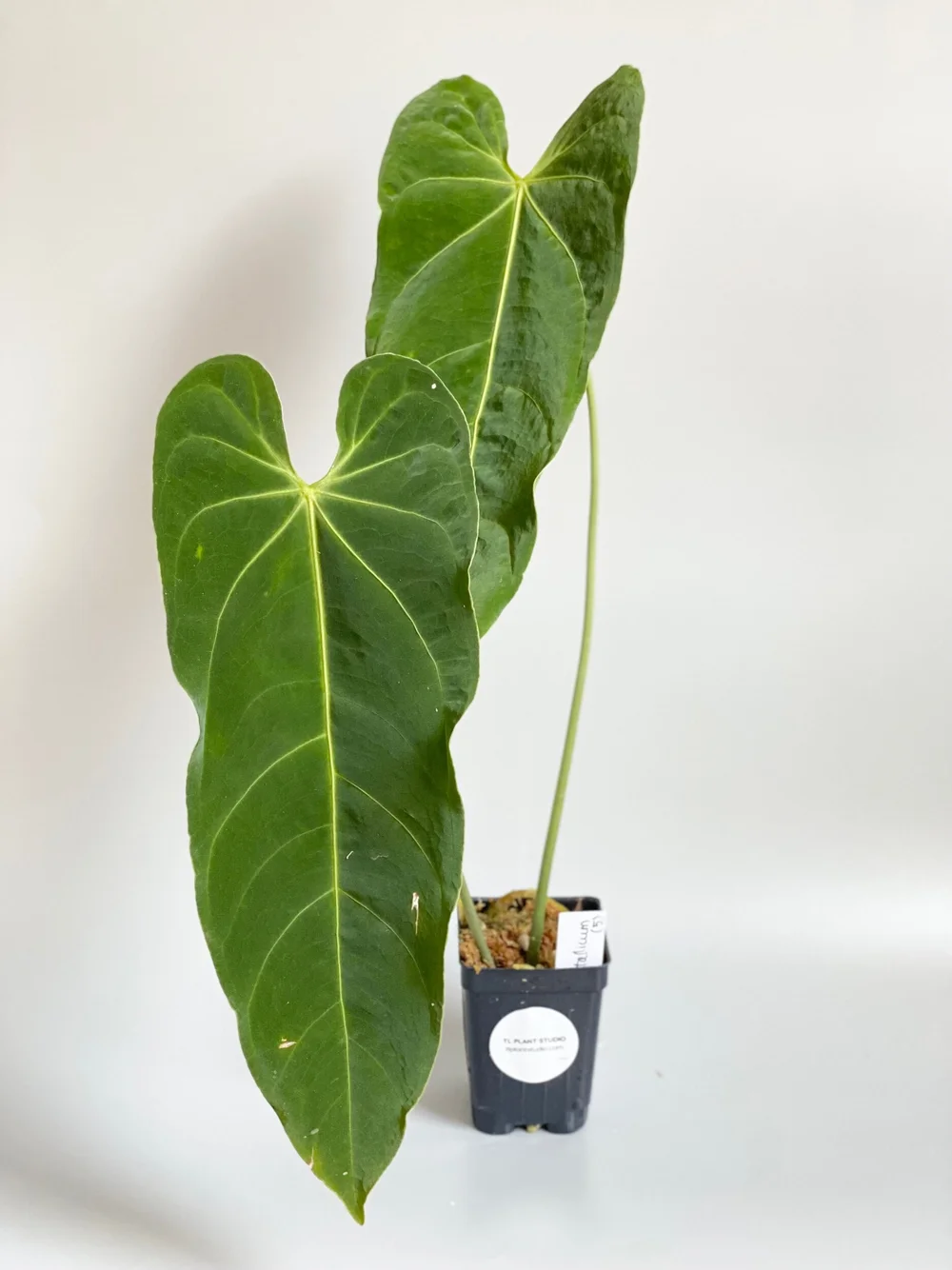 Anthurium metallicum #5  TL PLANT STUDIO