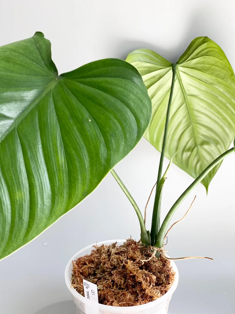 sansevieria plant Variegated Whale Fin Snake Plant
