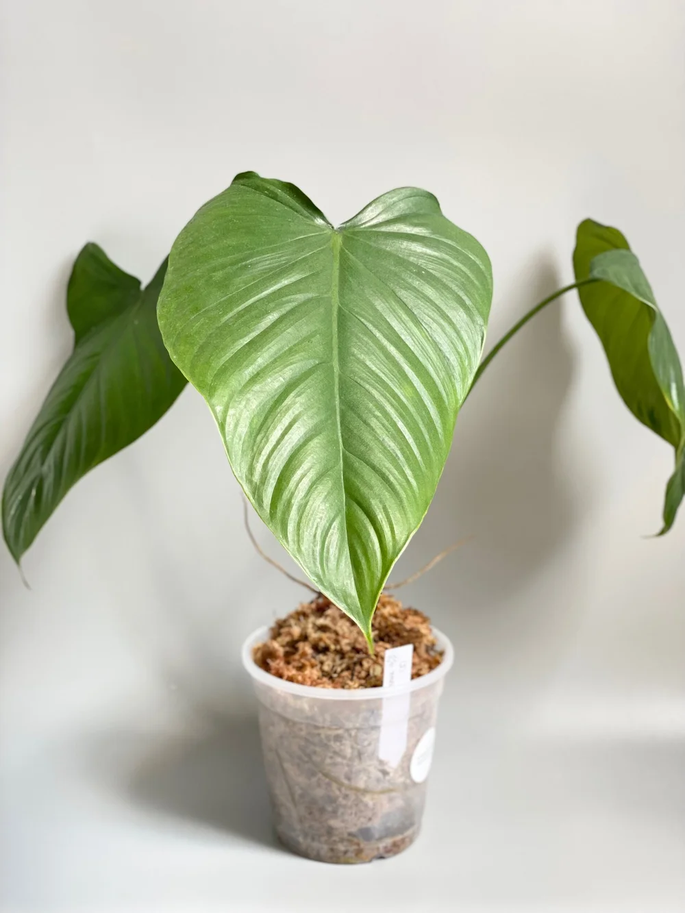 Large Philodendron columbianum #3  TL PLANT STUDIO