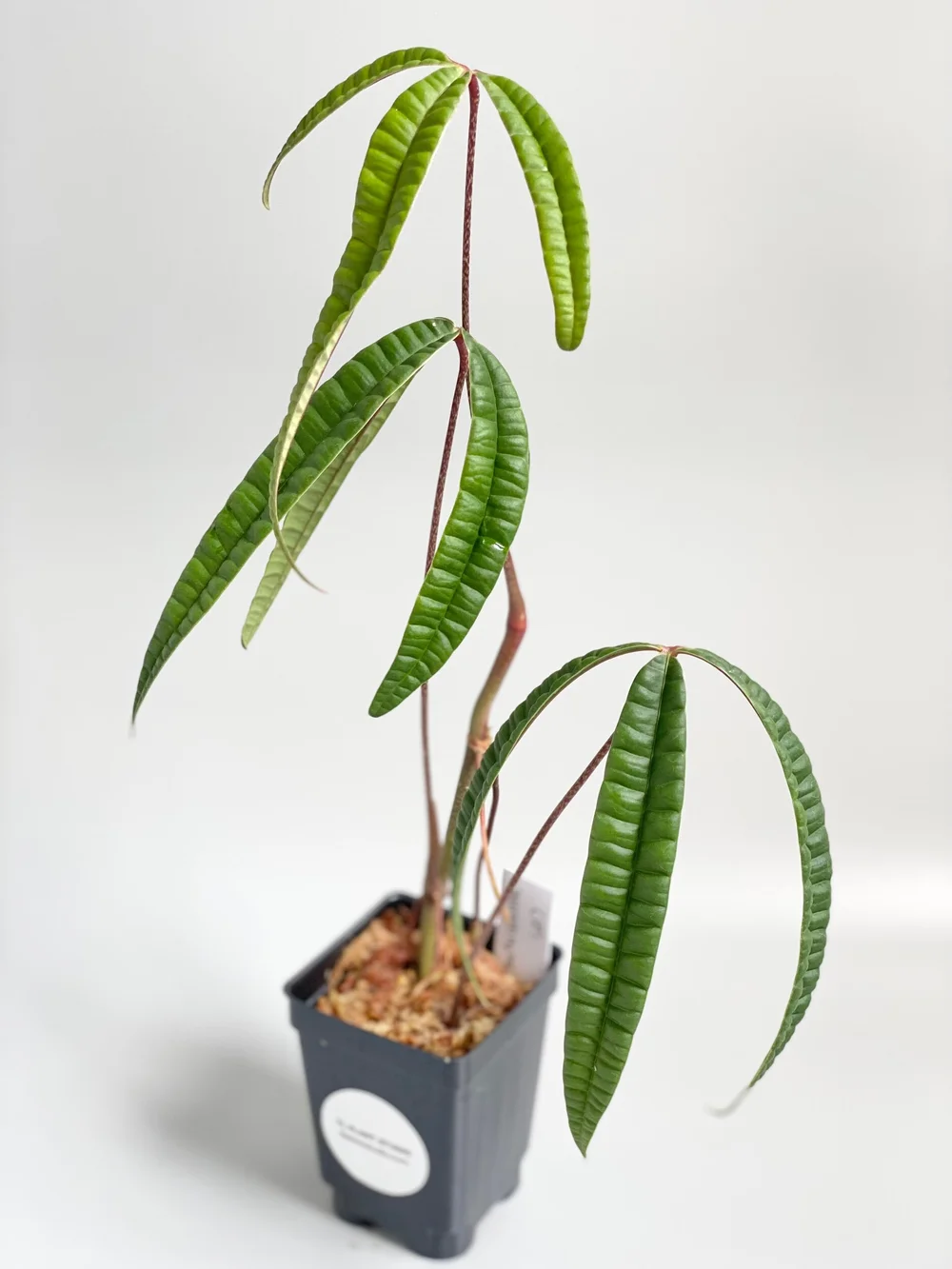 Anthurium cutucuense #21  TL PLANT STUDIO