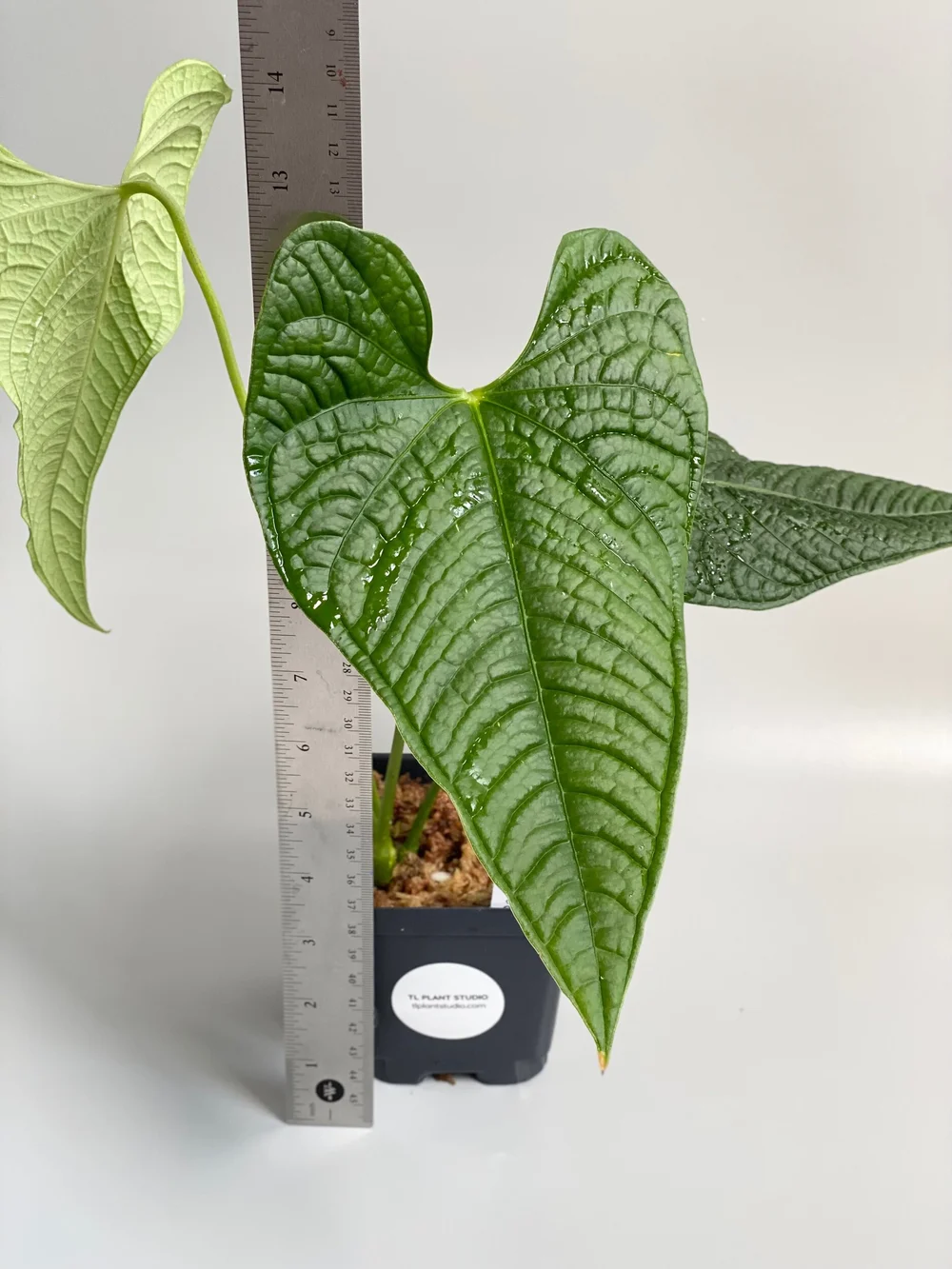 Anthurium lappoanum #4  TL PLANT STUDIO