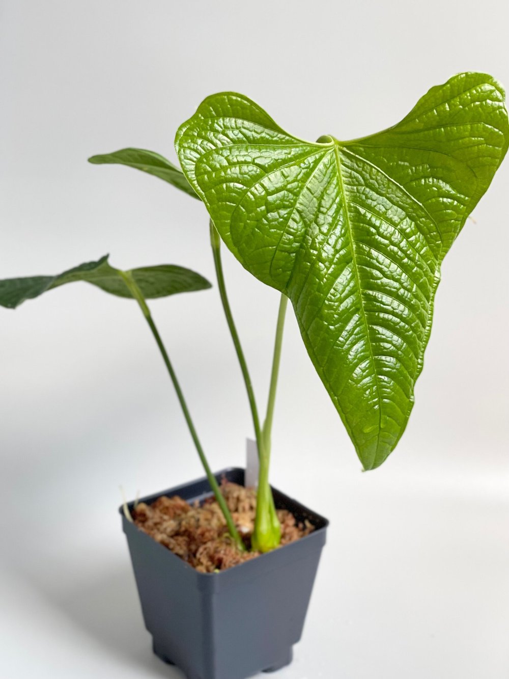 Anthurium lappoanum #4  TL PLANT STUDIO