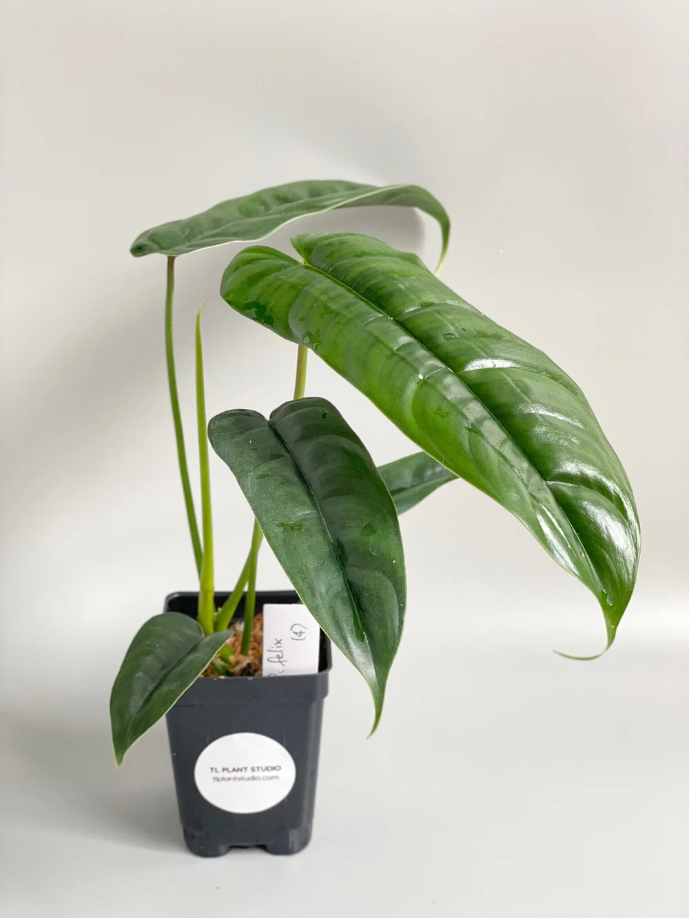 Philodendron felix #4  TL PLANT STUDIO