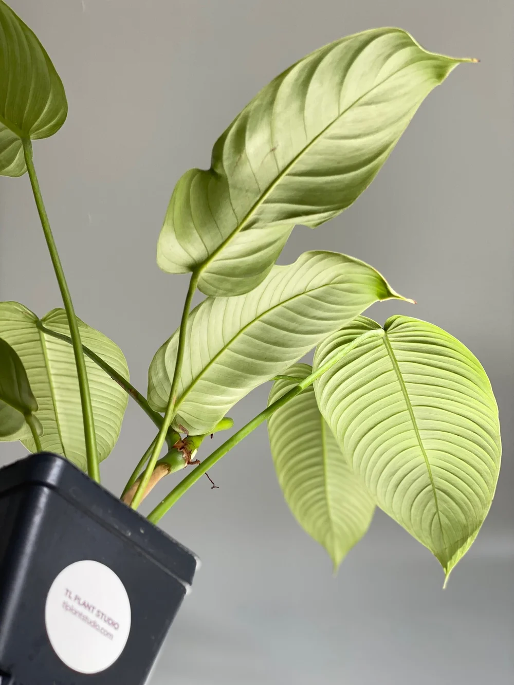 Philodendron scherberichii #4  TL PLANT STUDIO