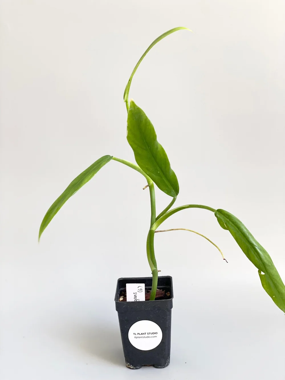 the rare plant shop Rare Plant Bundle – The Willow Witch