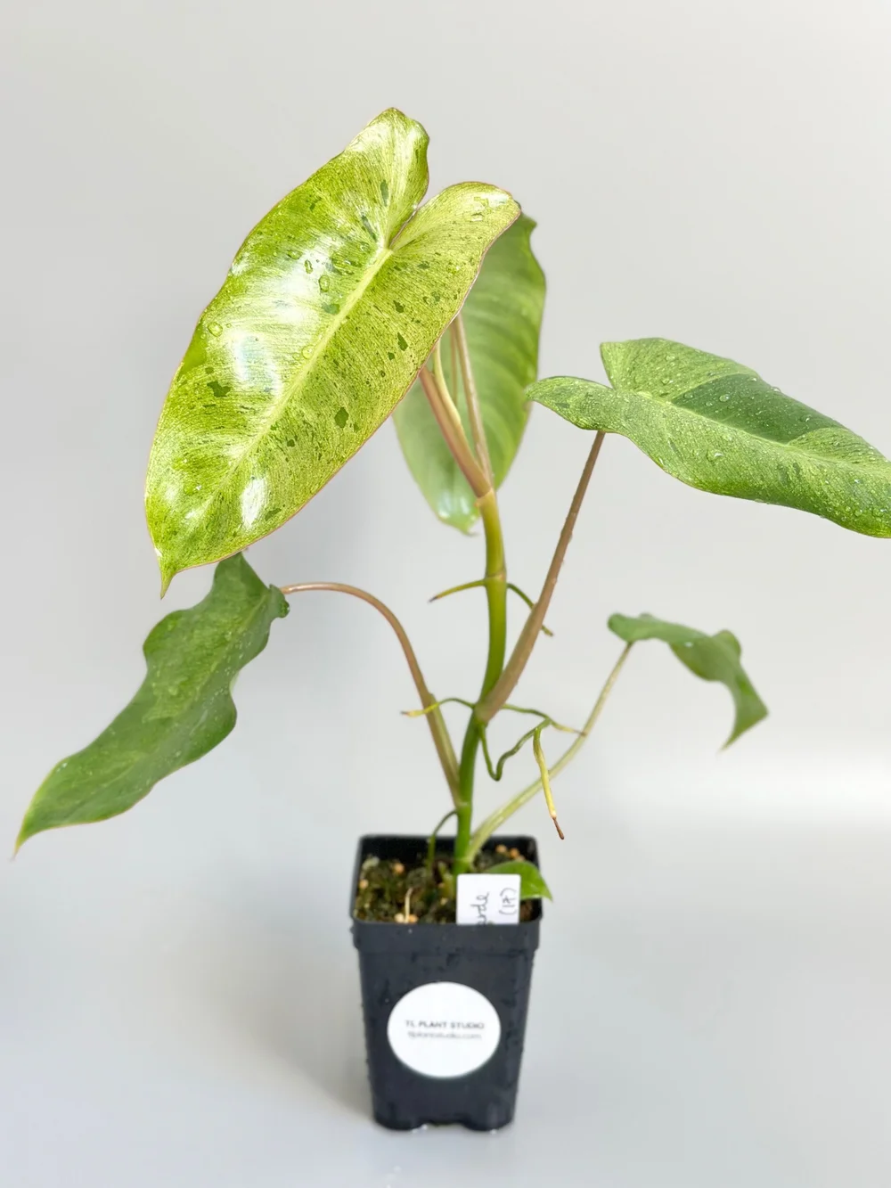 フィロデンドロン　パライソベルデ17 Philodendron Paraiso Verde #17 — TL PLANT STUDIO