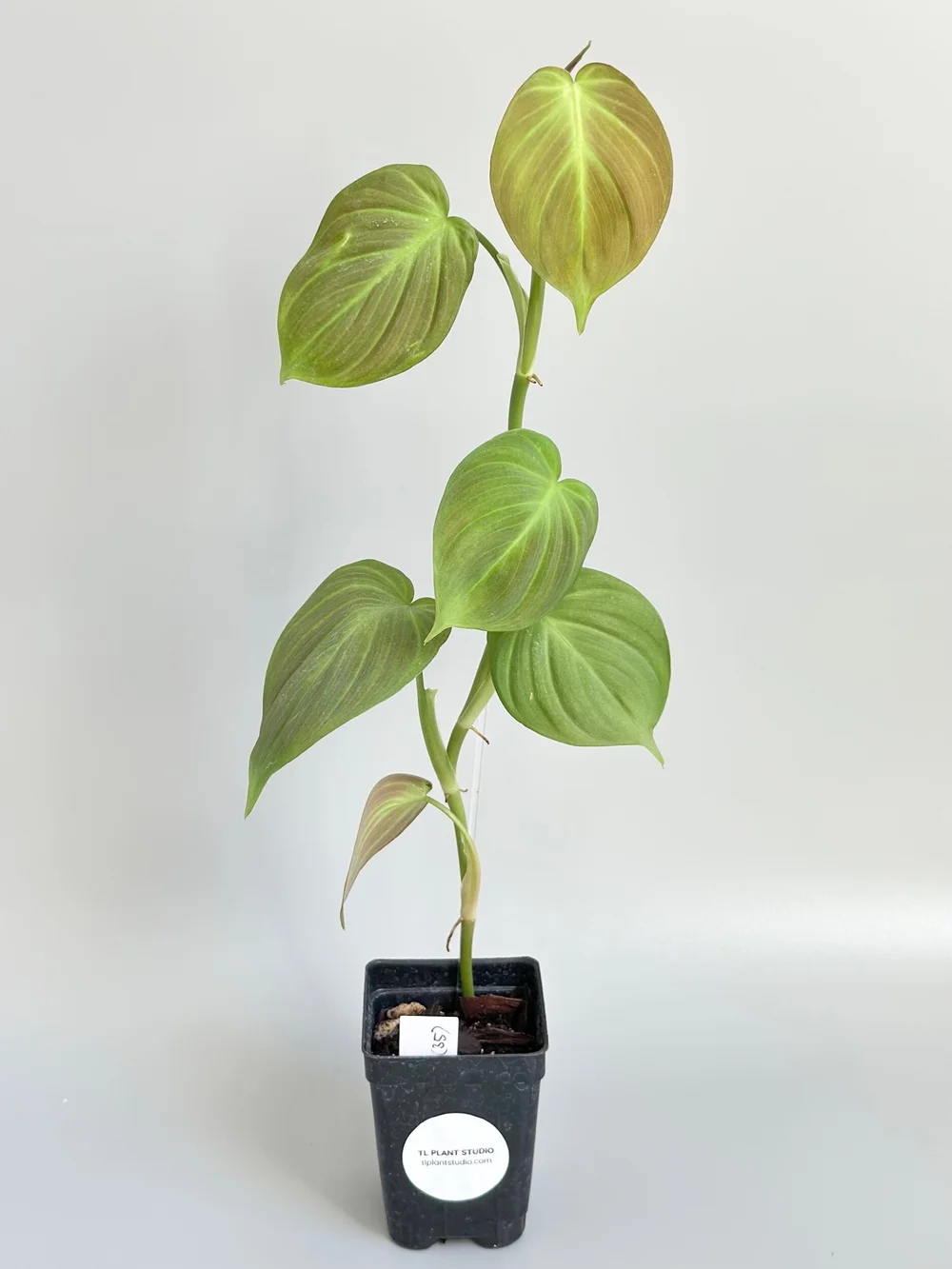 Philodendron camposportoanum #35  TL PLANT STUDIO