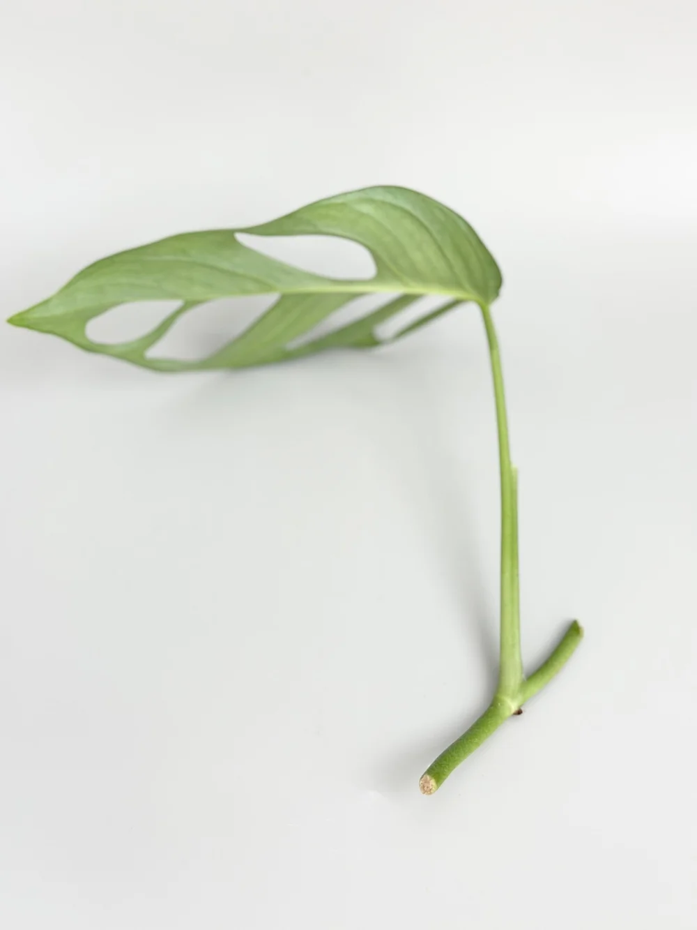 Pothos cf beccariana Mt Besar 【LA便】 Pothos cf.beccariana Mt.Besar LA0219-02LA : まっけのビザパル