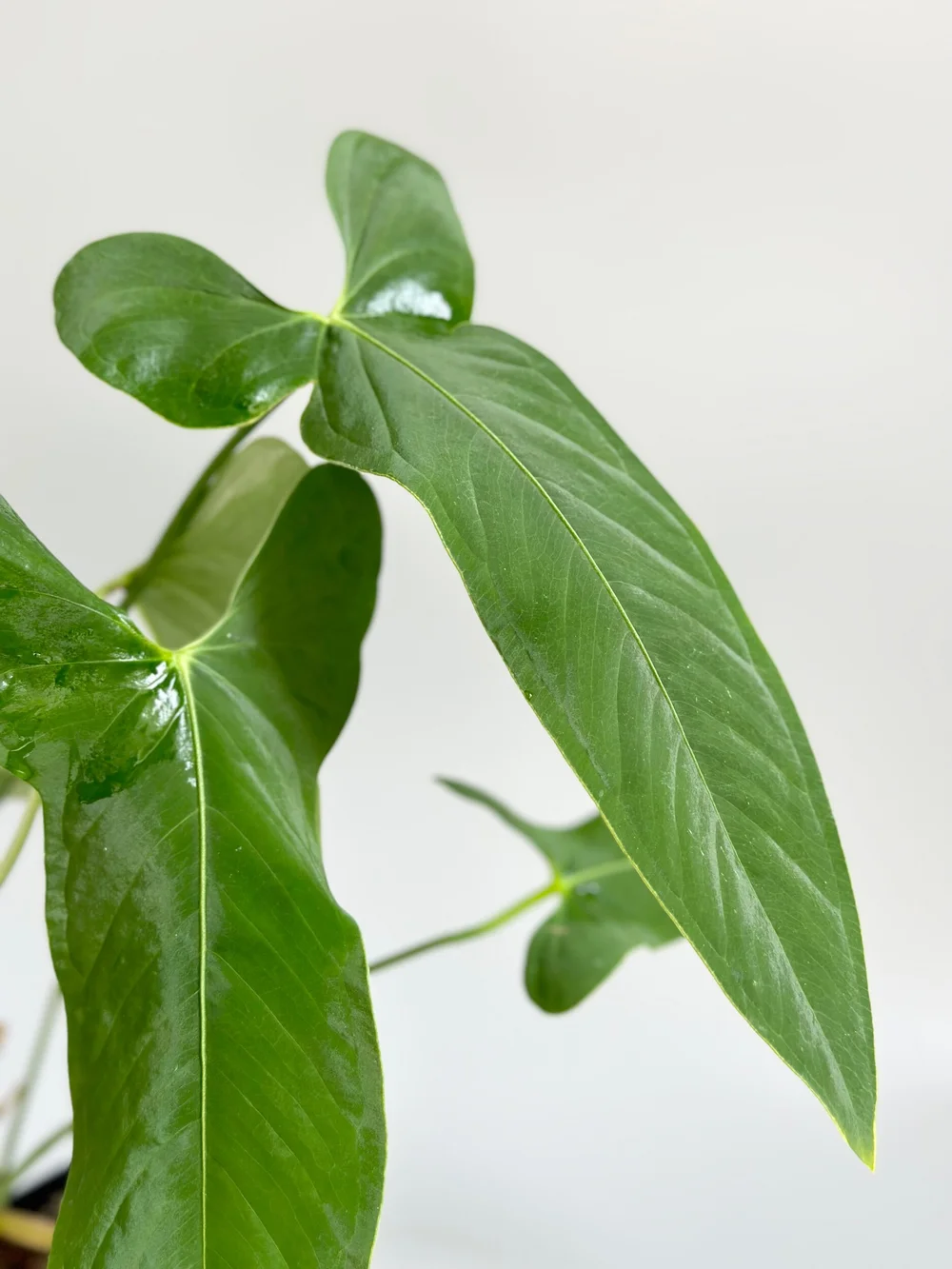 Anthurium argyrostachyum 'Velvety' #10  TL PLANT STUDIO