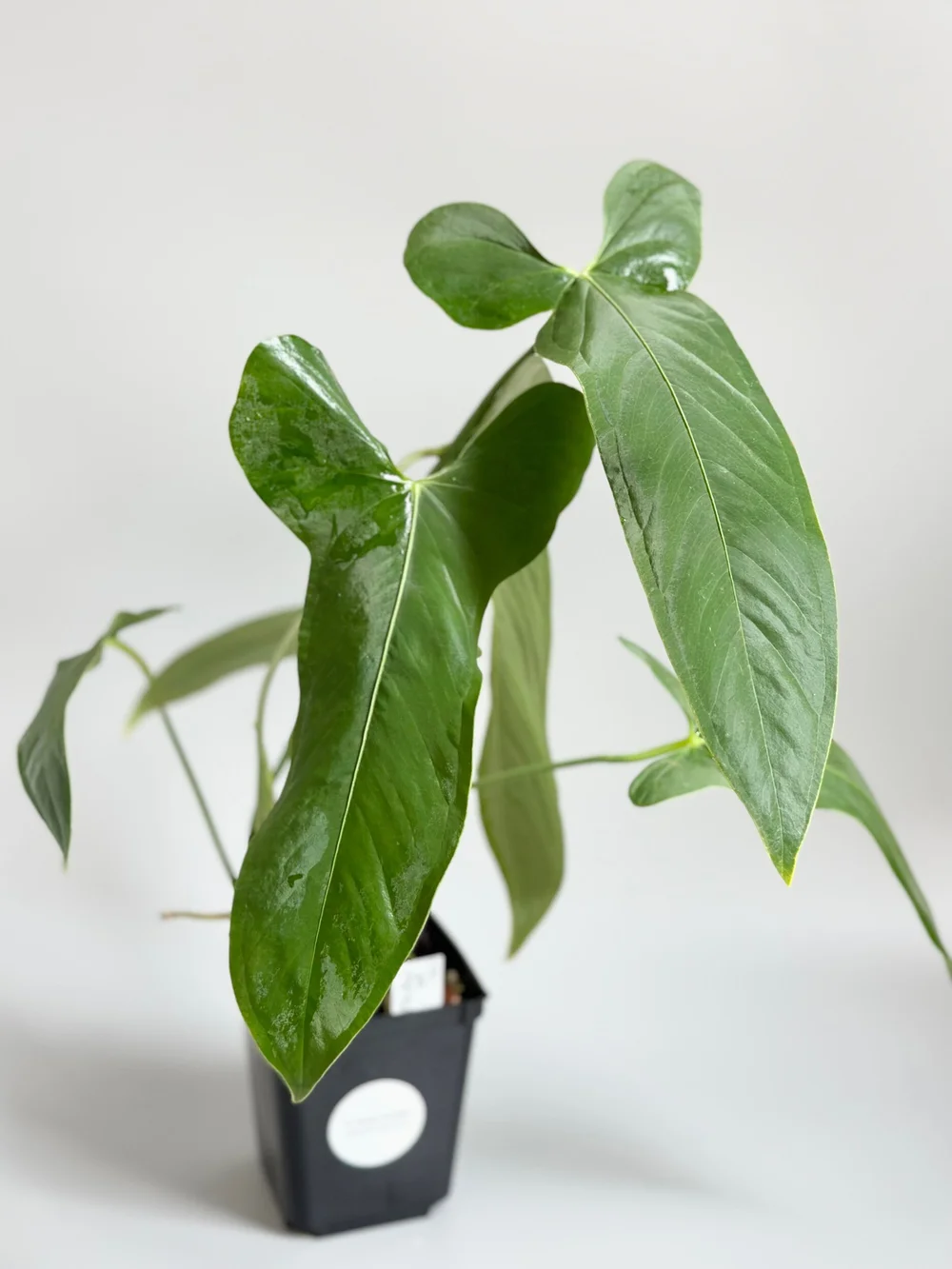 Anthurium argyrostachyum 'Velvety' #10  TL PLANT STUDIO