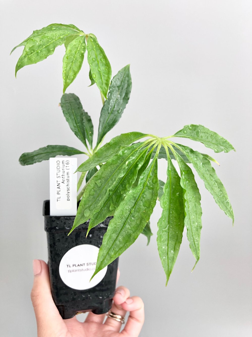 bonsai lotus flower seeds Natural Lotus Bonsai Seeds Grow in Any Season Mix Color (With instruct   Mobikarts