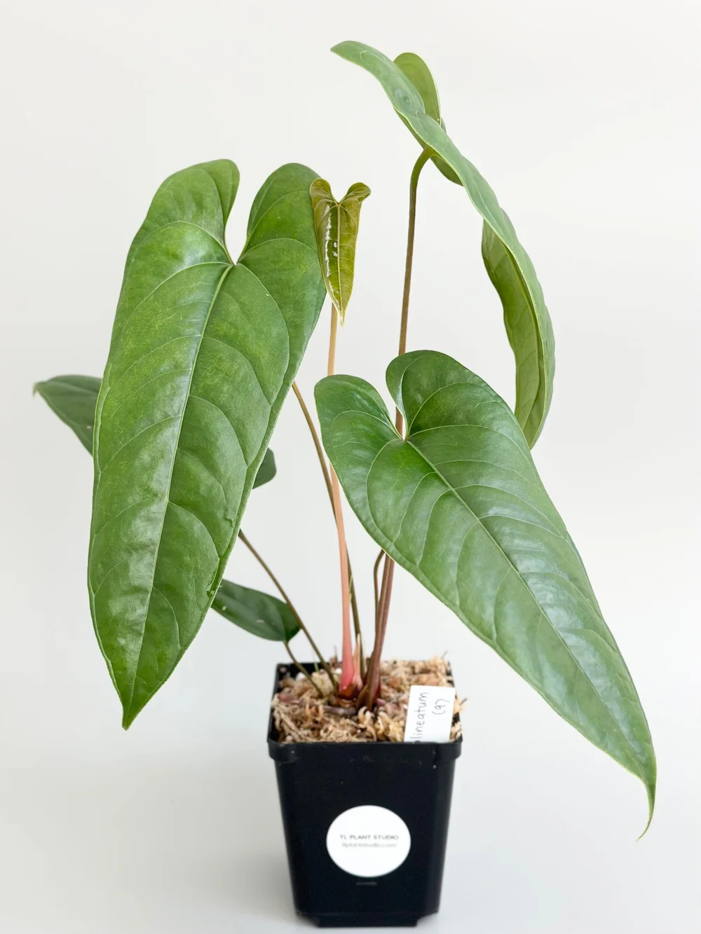 Anthurium flavolineatum #9  TL PLANT STUDIO
