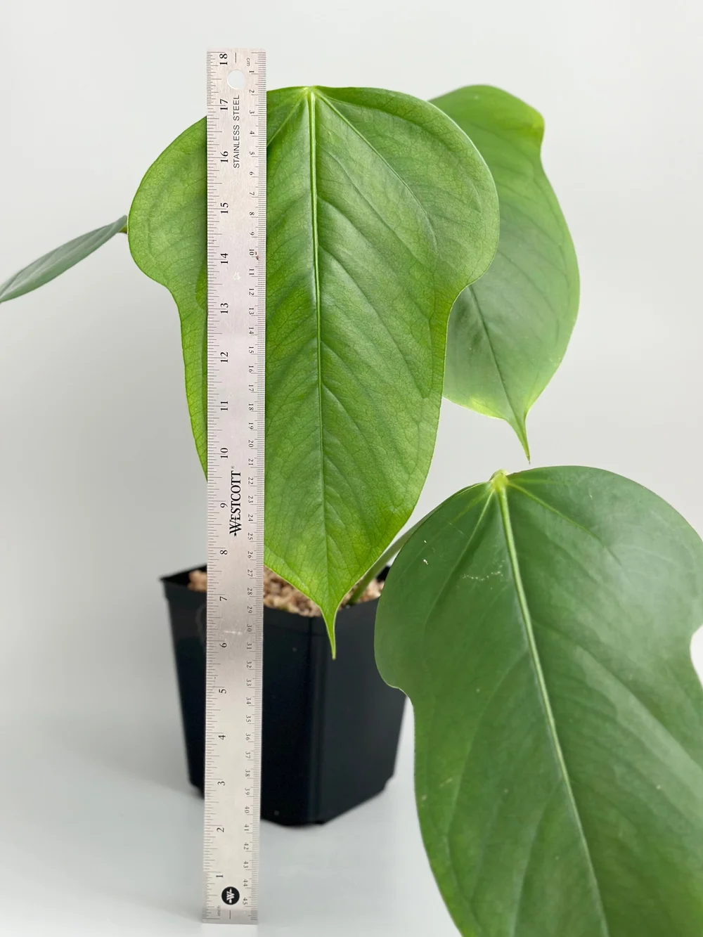 ficus trees bonsai 25 Year Old Ginseng Ficus Specimen Bonsai Tree