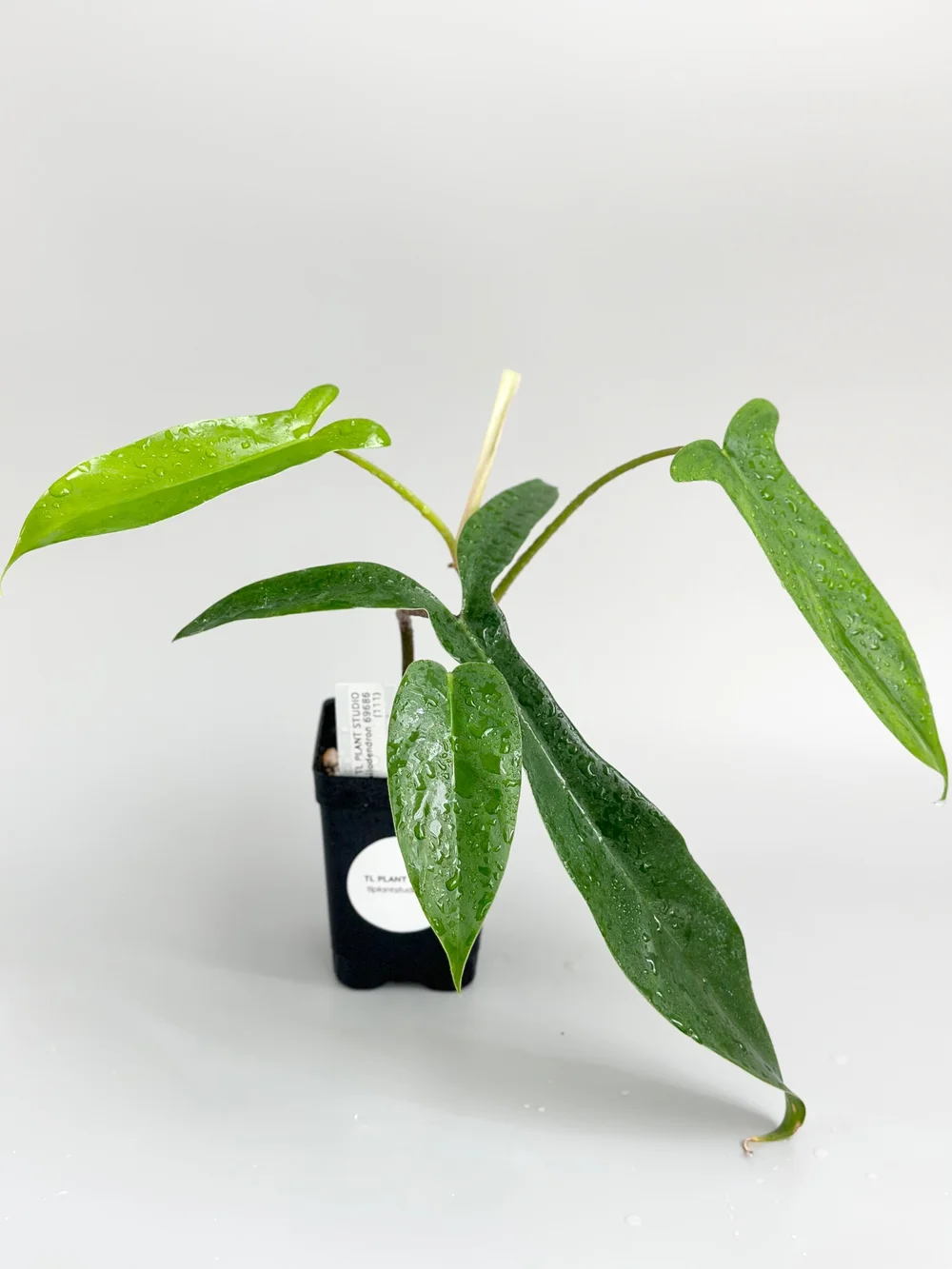Philodendron 69686 #111  TL PLANT STUDIO