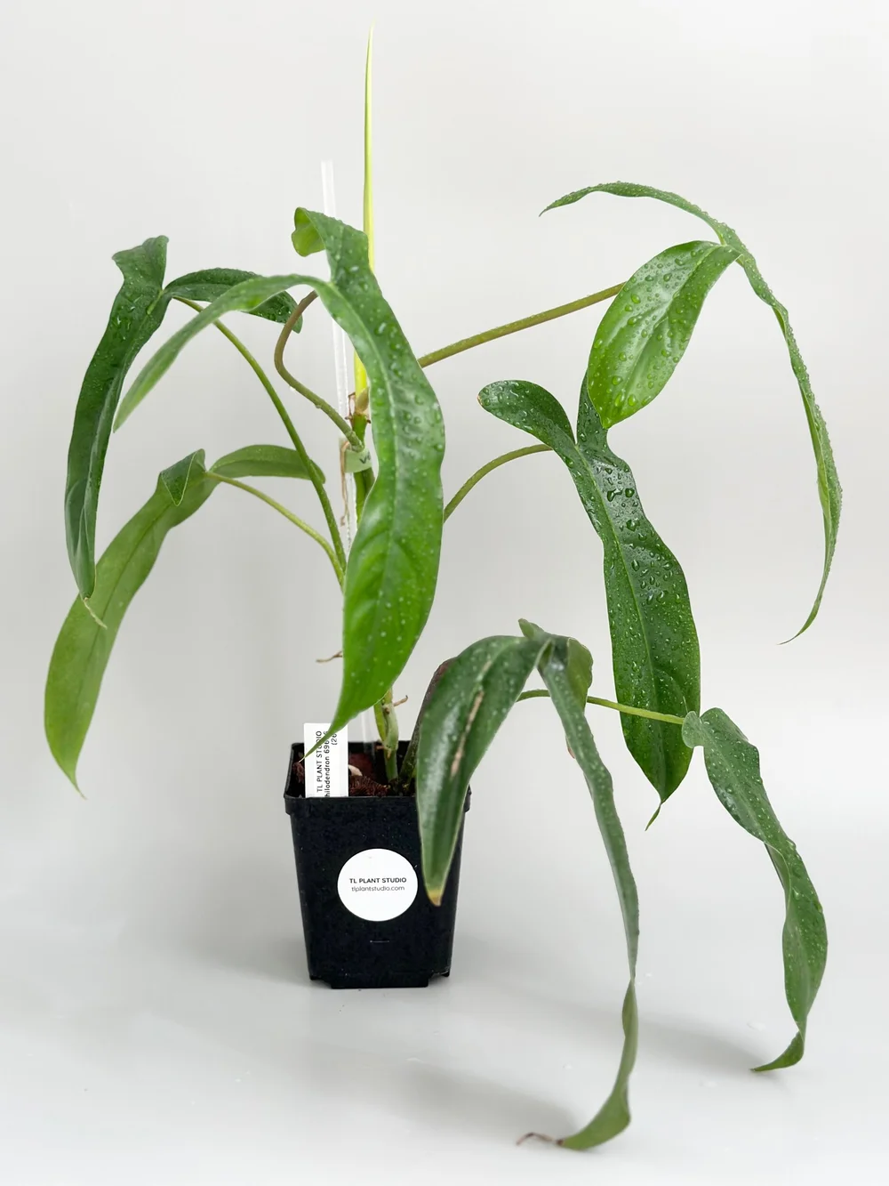 Philodendron 69686 #26  TL PLANT STUDIO