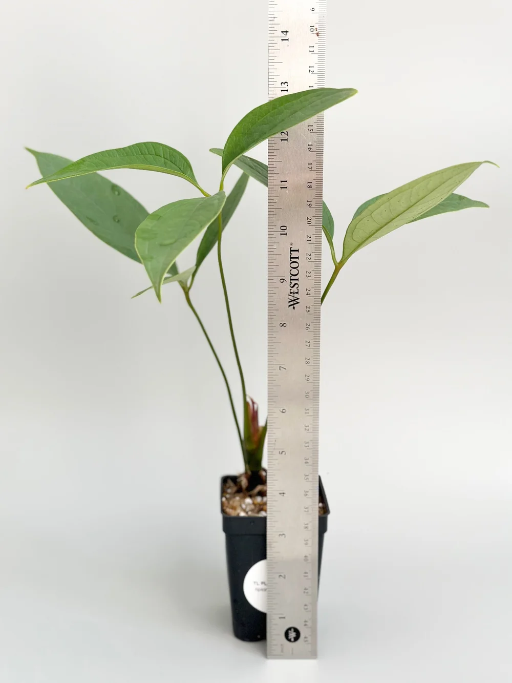Anthurium arisaemoides x trilobum #4  TL PLANT STUDIO