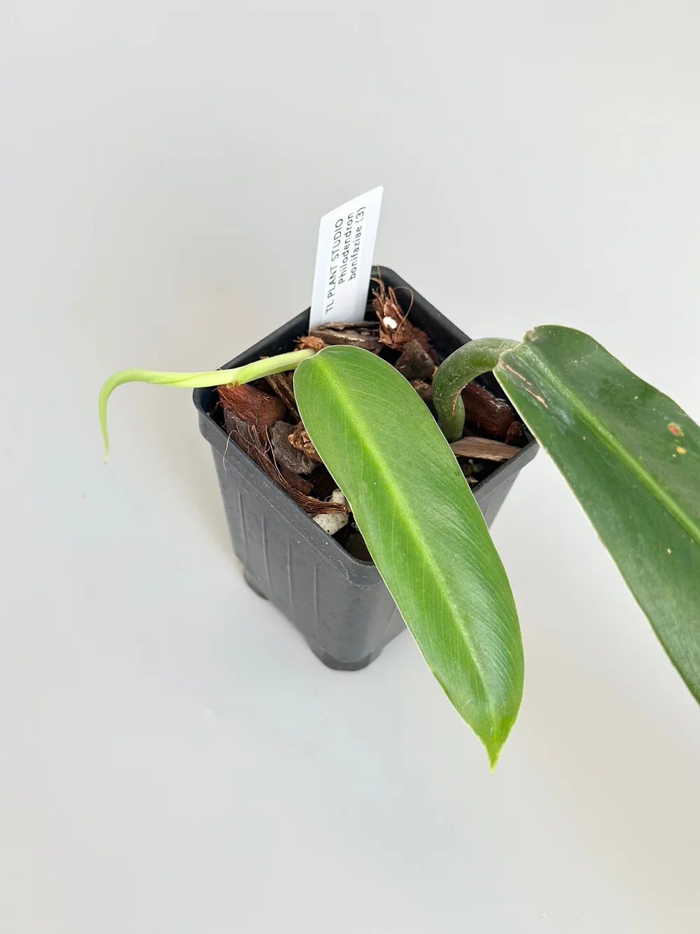 Philodendron bonifaziae #3  TL PLANT STUDIO