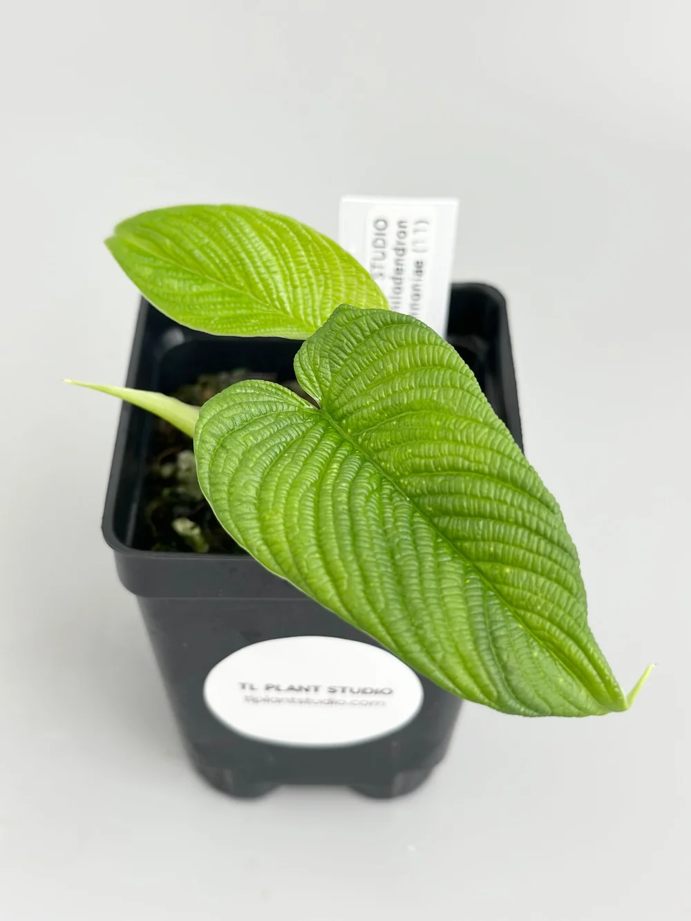 philodendron ring of fire variegated Philodendron Ring of Fire (S)