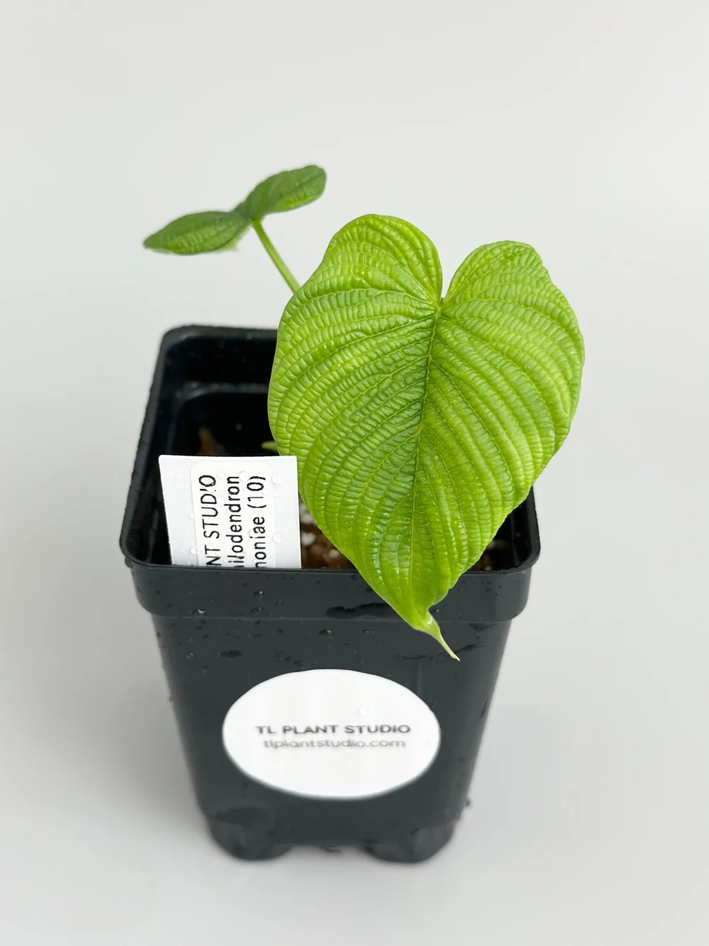 prayer plant near me Red Prayer Plant
