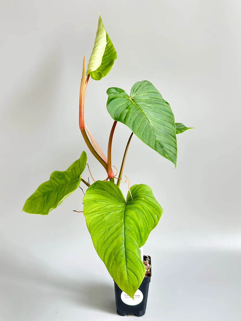 plant of moringa Moringa Oil main image 0