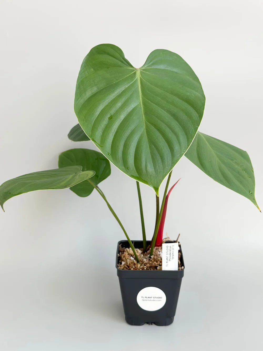 Philodendron lynamii #21  TL PLANT STUDIO