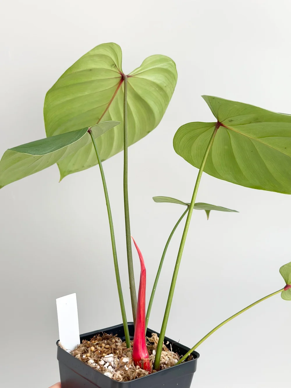 Philodendron lynamii #21  TL PLANT STUDIO