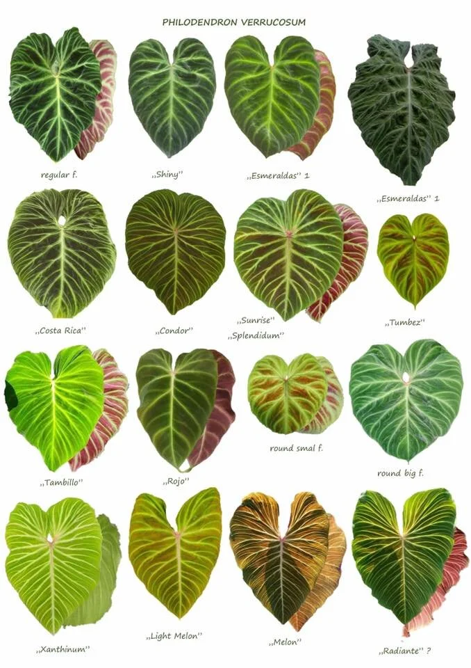 Philodendron verrucosum 'Xanthinum' #5  TL PLANT STUDIO